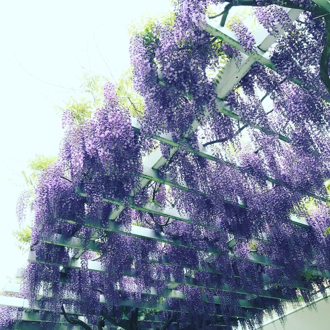 The Virgniaのインスタグラム：「2017GW。 お花もたくさん咲いてて本当に良い季節。 ゆっくりお休み頂いたので明日からまた頑張らないと‼︎‼︎ #TheVirgnia #TheVirgniaOfficialOnlineStore #GW #帰省 #休息 #チワワのゆうくん #父と母 #明日からまた頑張ります💪🏼💪🏼」