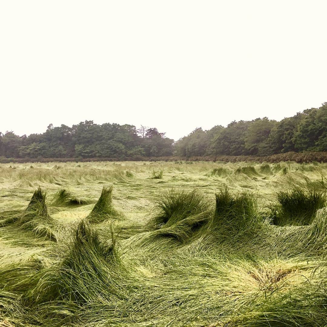 奈良美智のインスタグラム：「before mowing the Pasteur, rain made strange landscape.」