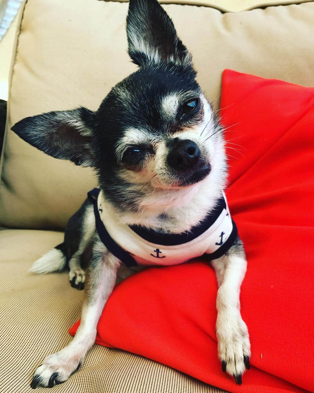 ジェナ・マーブルズのインスタグラム：「Today is Marble's 9th birthday (I think he knows it too because he always gets extra hammy when he knows the day is all about him) and I'd just like to say thank you for being such a wonderful part of my life for almost a decade. I still think about the first night I brought you home. I  wanted you to sleep in your little crate because everyone always said it's good for your dog to have a "den" and to crate train them early... but you kept making these heart crushing little bird noises to come sit with me. So I gave in. I cuddled you that night, you sept in my arms just like a teddy bear, you were only a pound, and for every night for the next 9 years you did the same. You are truly my life companion, my best friend, I love you more than what is normal or healthy and thank you for your presence spirit and energy.  Have a wonderful little doggy day today and I hope we have many many more years together. (Lol and I already know you guys are going to say RIP marbles do your thing BUT HES ALIVE OKAY)」