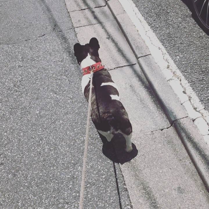 森田 幸助のインスタグラム：「看板犬ロック本日も出勤しております🐖🐖🐖 #meuvle#原宿#ヘアサロン#看板犬#ロック#フレンチブルドッグ #フレブル#ブヒ」