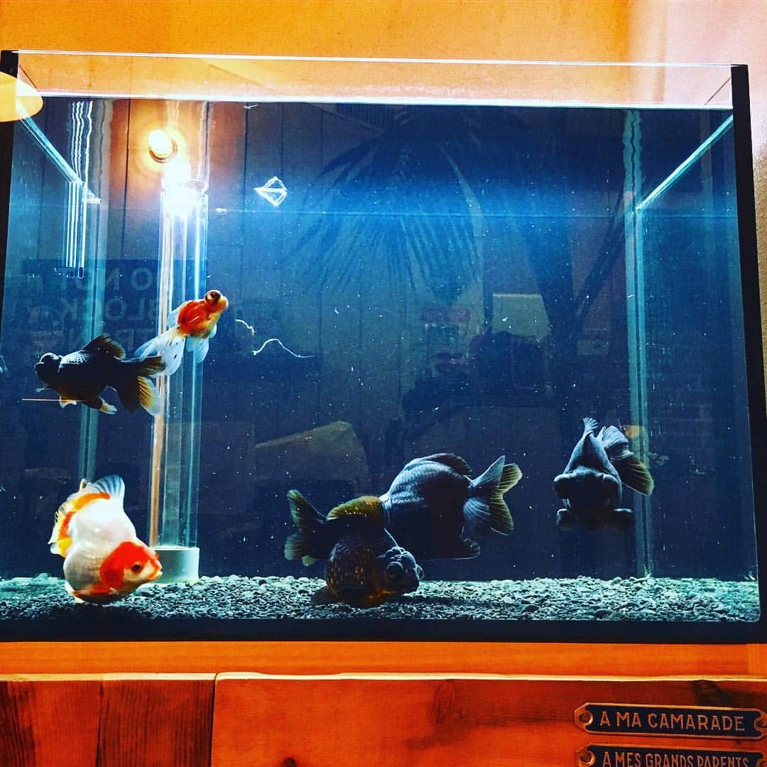 佐田正樹さんのインスタグラム写真 - (佐田正樹Instagram)「金魚もすくすく育っとる。 #金魚 #出目金 #琉金 #黒竜 #黒出目ピンポンパール #オーバーフロー水槽」6月2日 23時40分 - satakisama