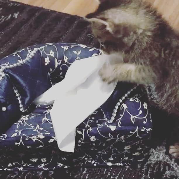 一色嶺奈のインスタグラム：「惜しい！！ティッシュ取れそうで取れないところが可愛い😍」