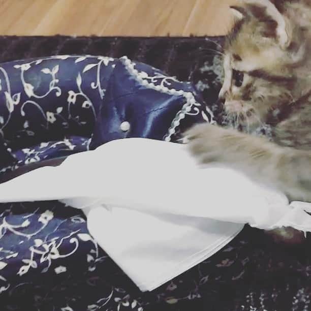 一色嶺奈のインスタグラム：「ティッシュで遊ぶ銀ちゃん可愛いよ〜…💕 最後倒しちゃった笑 #ねこすたぐらむ」