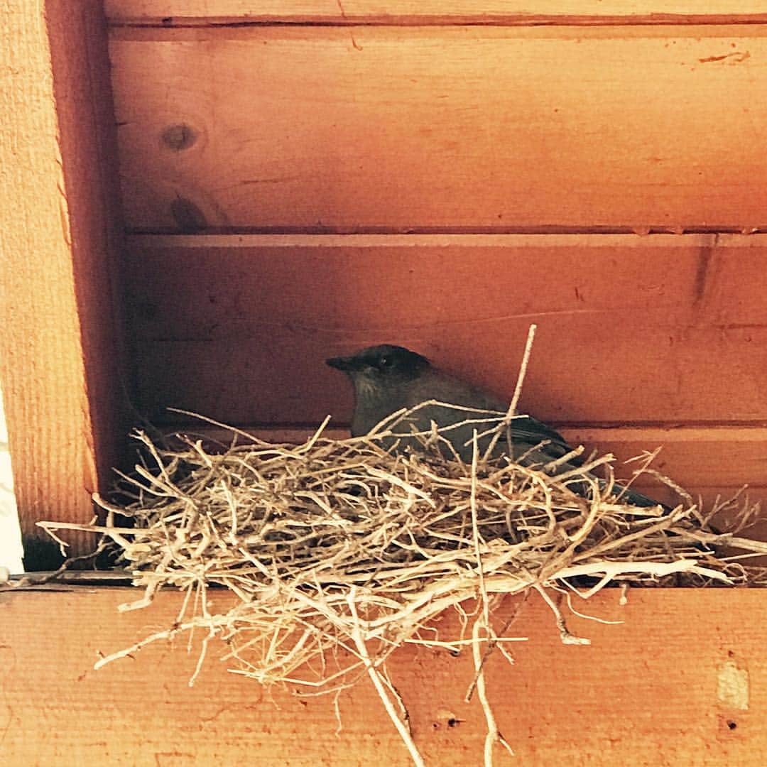 紀里谷和明のインスタグラム：「My house guest」