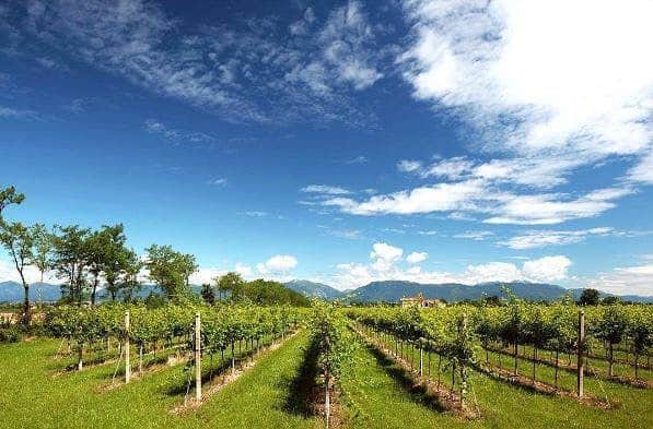 Mionetto Prosecco Sverigeのインスタグラム：「Tack vare de varma och torra somrarna och den fruktbara marken som finns hos våra vingårdar i nordöstra Italien kan vi producera proseccoviner av högsta kvalitet. 🍇  #vingård #glera #mionetto_se #mionetto #mionettoprosecco #mousserandevin #prosecco #mousserande #vin #italien #bubbel #skål #aperitif #fördrink  #sparkling #cheers #cincin #matochvin #vinprovning #vintips #glera #valdobbiadene」