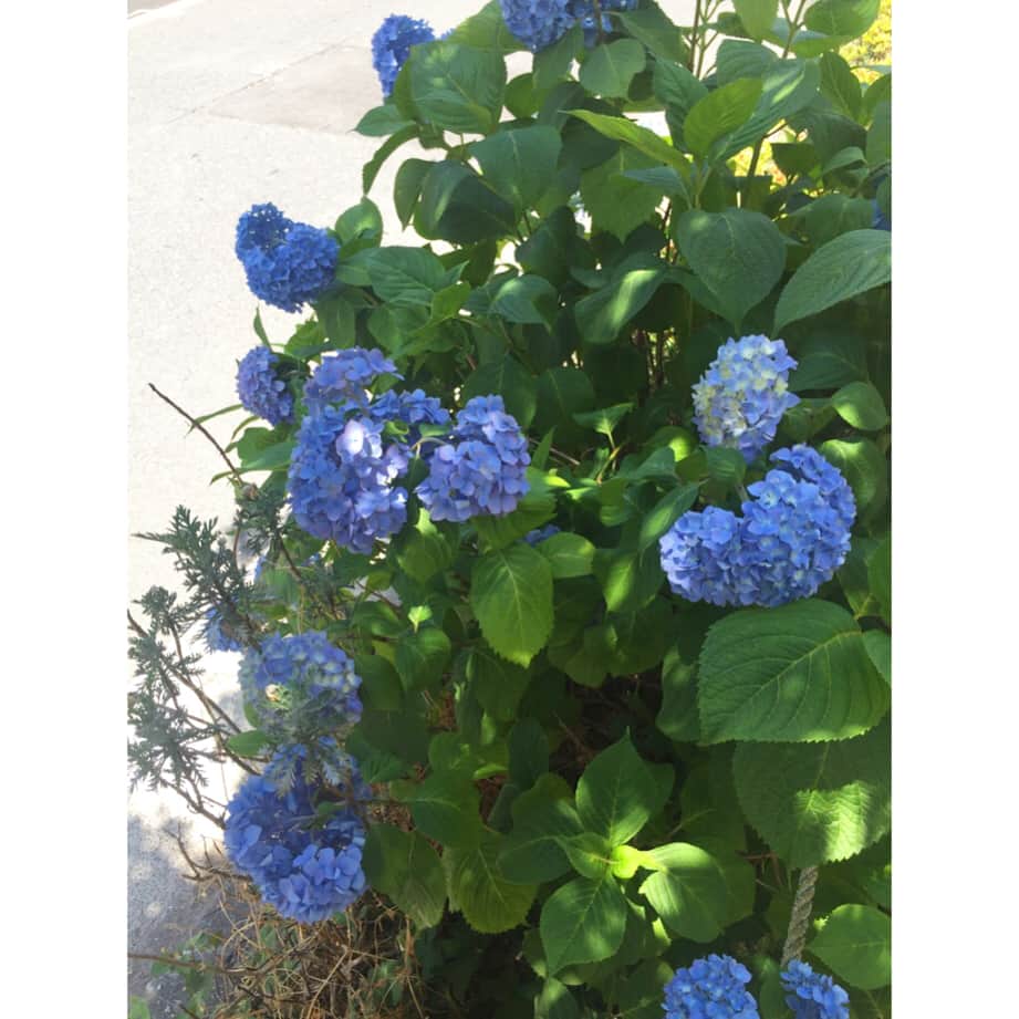 阿部優貴子さんのインスタグラム写真 - (阿部優貴子Instagram)「昨日の華道ではラクスパーとブルーベリーを使いました💐🌱 ガラスの花器とワイヤーで剣山なしに初挑戦😂  ブルーとグリーン、この季節らしくてとても好きな組み合わせ！😍🌿 ちょうど道の紫陽花もきれいなブルーでした🌸🌸 #華道 #いけばな #ラクスパー #ブルーベリー #紫陽花」6月4日 14時28分 - abe_yuki94