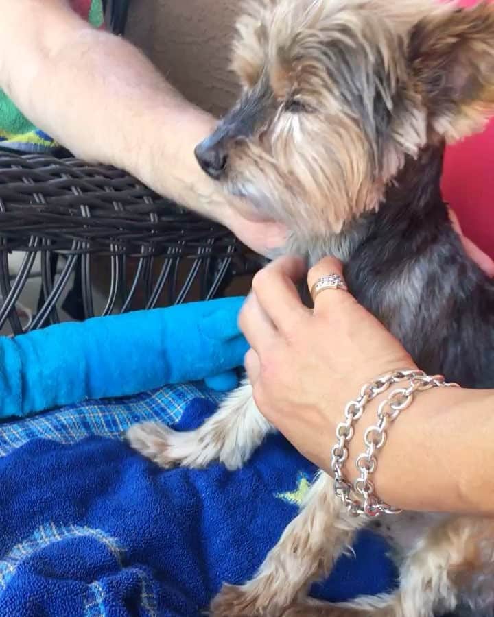 のインスタグラム：「We had the honor to care for this senior baby Humphrey yesterday to see if we will be a good place for him when his parents go away end of Aug. He was adopted four month ago from where I volunteer at age 13! 🙏🏼 Humphrey's mommy and daddy told us it was love at first sight! 😍 They don't know his background only were told that he had one owner! Unfortunately we found out Humphrey does not like other dogs around him! 😞We told the parents a home without other dogs might be best for Humphrey! Good luck little man! It was a pleasure meeting you! ❤️🤗😍」