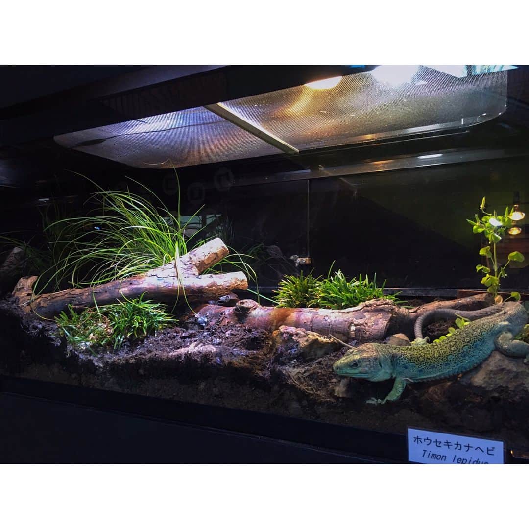 高松雪乃さんのインスタグラム写真 - (高松雪乃Instagram)「iZooに展示されている、ホウセキカナヘビさんのお家をレイアウトさせて頂きました(*v.v)  #iZoo #Timonlepidus #vivarium #reptile #爬虫類 #はちゅドル #ホウセキカナヘビ #ビバリウム」6月4日 23時20分 - yukinotakamatsu