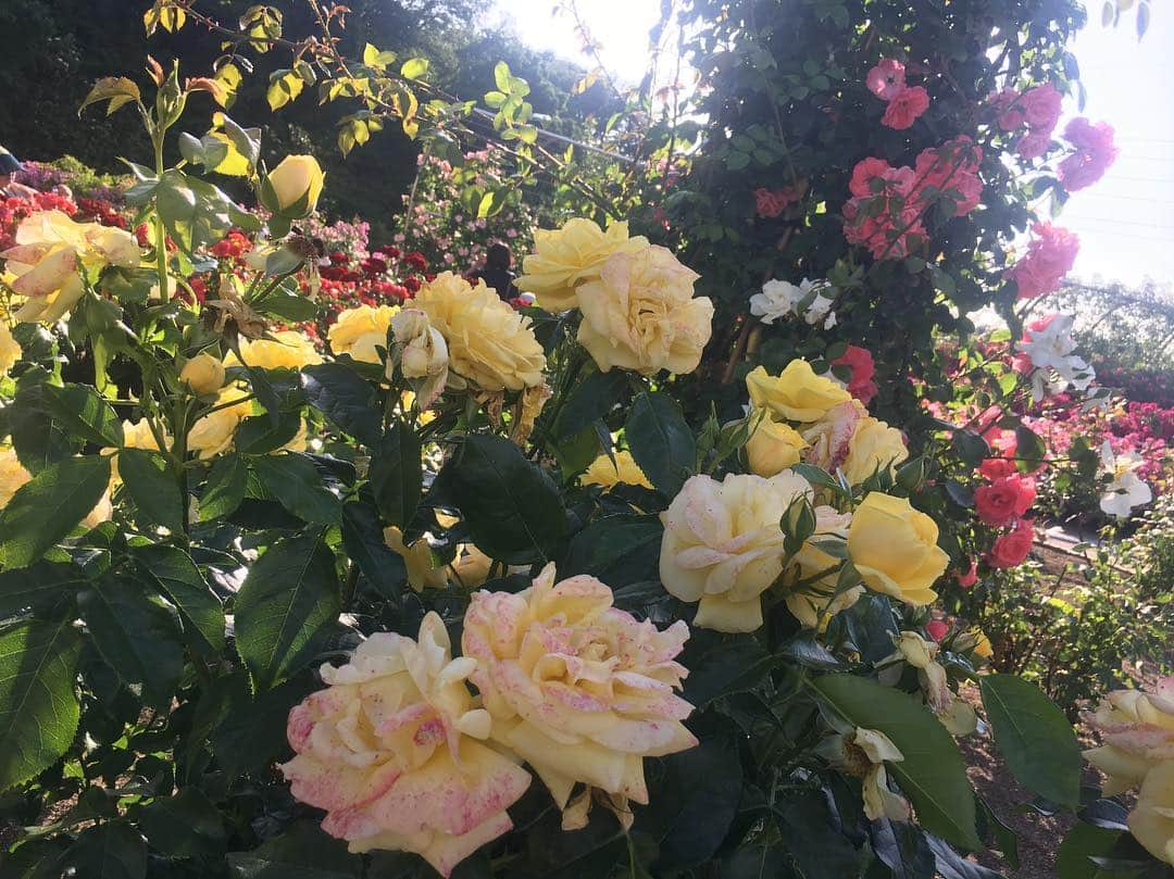 大島優子のグルメインスタ