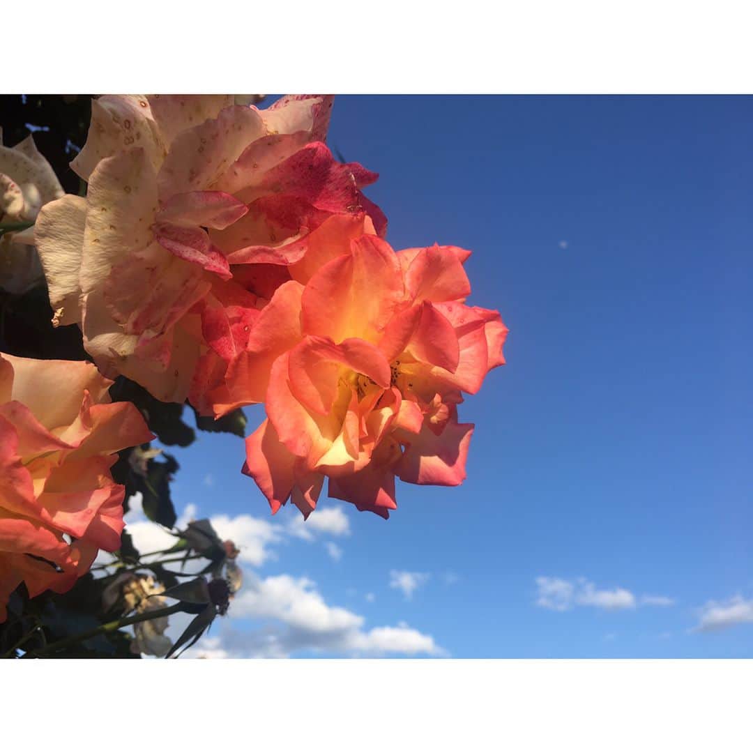 大島優子のグルメインスタ