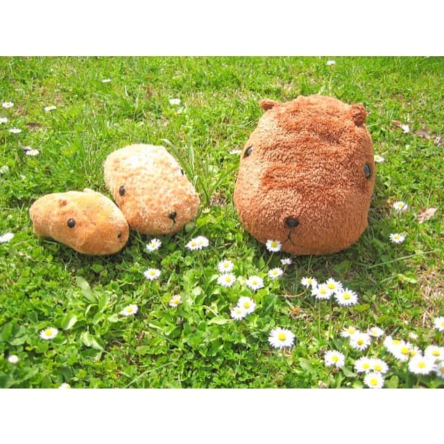 カピバラさんのインスタグラム：「キュル〜♪ #カピバラさん #KAPIBARASAN #水豚君  #カピバラさんと一緒 #フォトコンテスト  #ぬい撮り」
