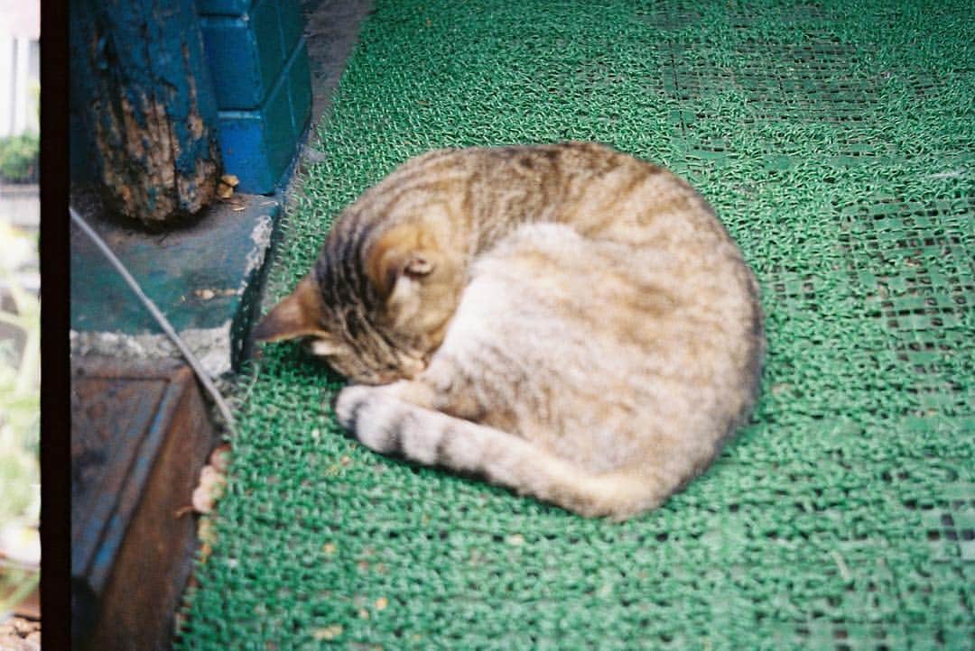 shinさんのインスタグラム写真 - (shinInstagram)「ピント合わせ難しい ・ ・ ・ ・ #trip35 #kodacolor #下高井戸 #cat #猫」6月5日 21時30分 - shinshin624