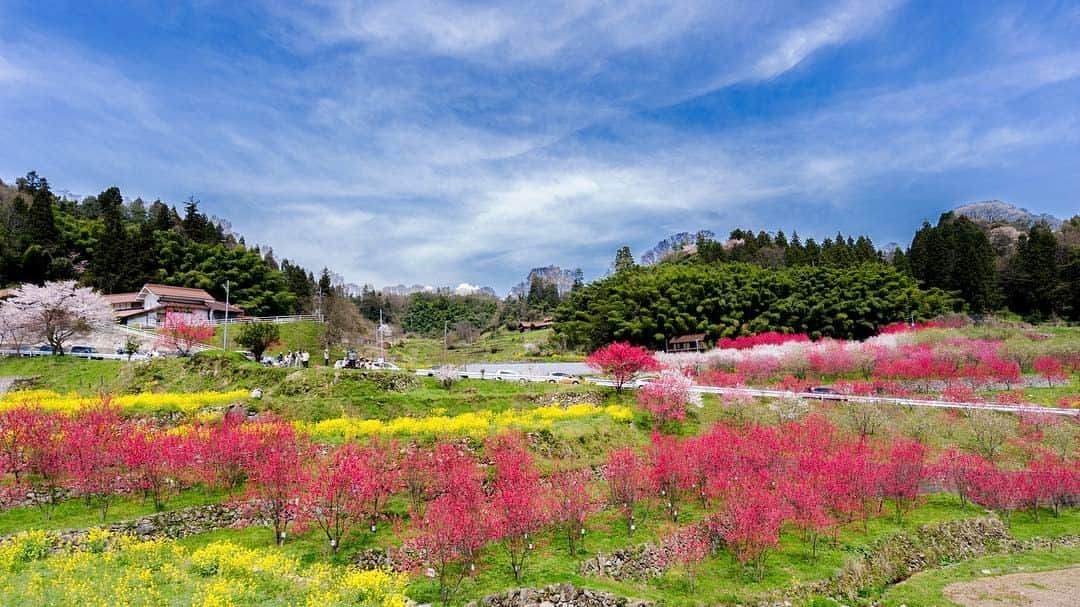 オムのインスタグラム：「* * Spring with  peach blossoms. * * 今年行けた初めての景色。 ここは本当に美しい。 そして、何処か懐かしさ漂う雰囲気。 凄く居心地の良い景色でした。 * 先日、外国の瓶ビールが98円で売っていたので18本買ったんですが無くなりました…また売ってないかな。 ※ ※ #awesome_earthpix #awesomeearth #allnatureshots #artofvisuals #amazingtrips #allshots_ #beautifuldestinations #bevisuallyinspired #beauty_of__nature_ #best_photogram #bestoftheday #big_shotz  #exklusive_shot #epic_captures #explorejapan  #global_highlights #global_hotshotz #hueart_life #hot_shotz #instanaturefriends_ #instagramersgallery #instagoodnextvip #ig_photooftheday #instagramjapan #infinity_shotz #peoplescreatives #way2ill  #theIMAGED」