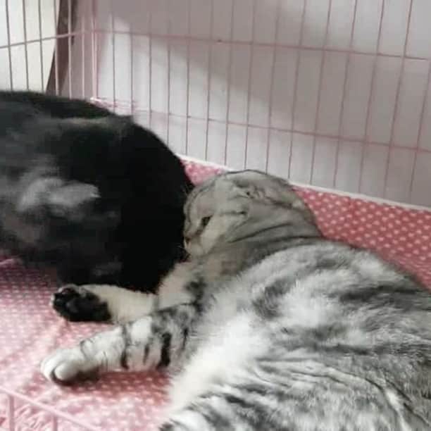 Mammoth and Grizzlyのインスタグラム：「Happy Caturday. Happy cat family. #ครอบครัวสุขสันต์」