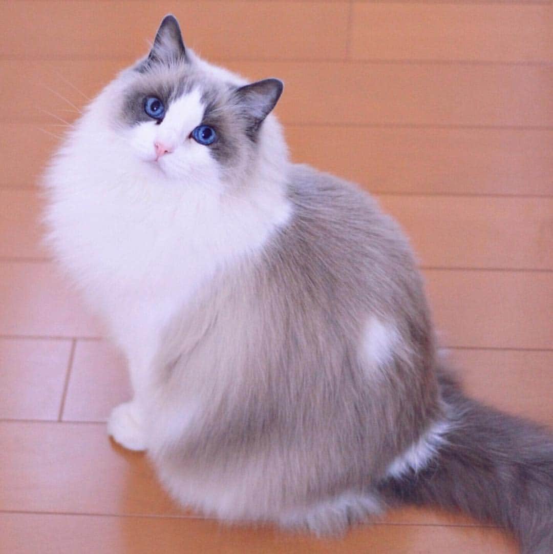 のインスタグラム：「#cat #ragdoll #ragdollcat #neko #ネコ #ねこ #猫 #ラグドール」