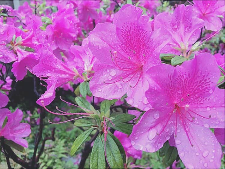 のインスタグラム：「☔️昨日の産物#かずさpic」