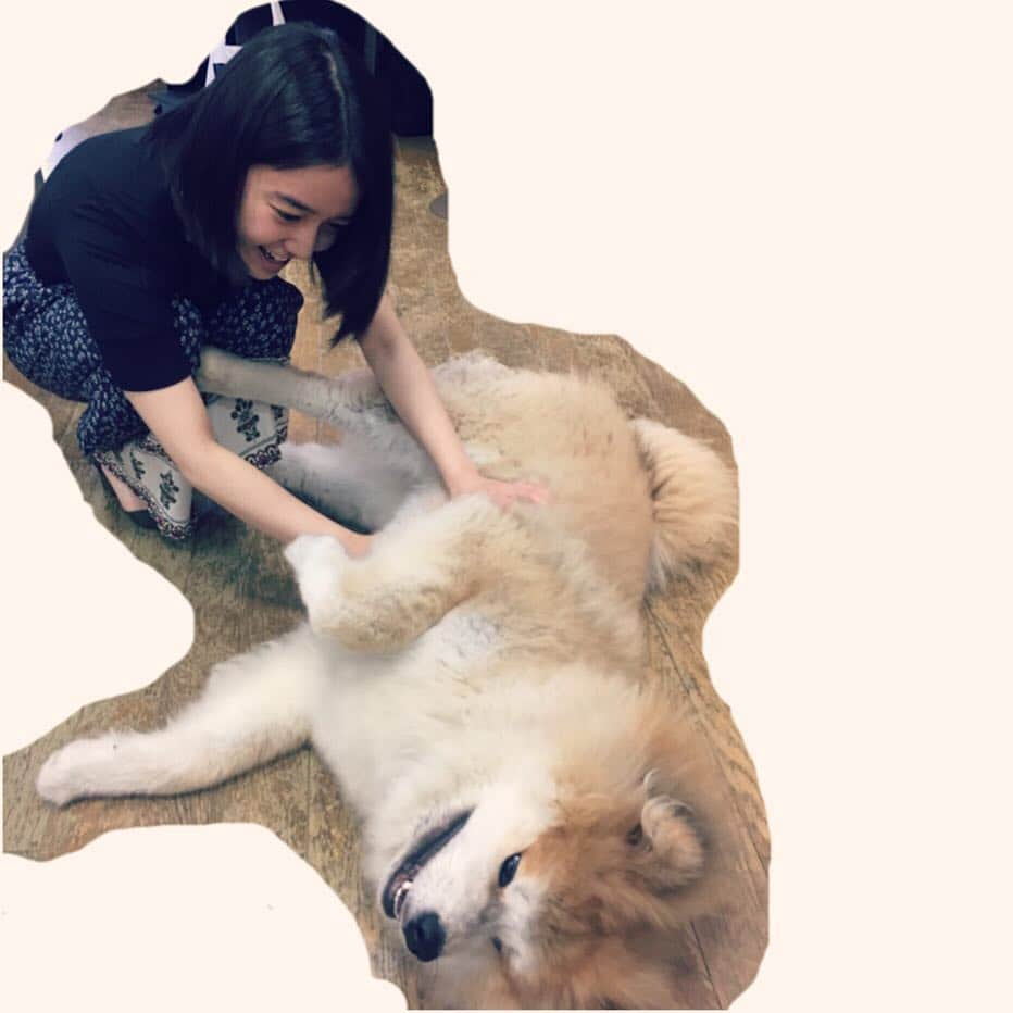 上白石萌音さんのインスタグラム写真 - (上白石萌音Instagram)「今、とっても、もふもふしたい気分 どうも、動物と子供大好きマンです 母のごはんを食べて地方へ。いつもありがとう🌹 #この前出会った秋田犬 #後ろ足ピーン」5月14日 18時54分 - mone_kamishiraishi