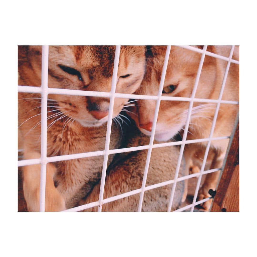 のインスタグラム：「いつだろう、去年かな 大阪で出会った猫ちゃん🐈🐈 #cats」