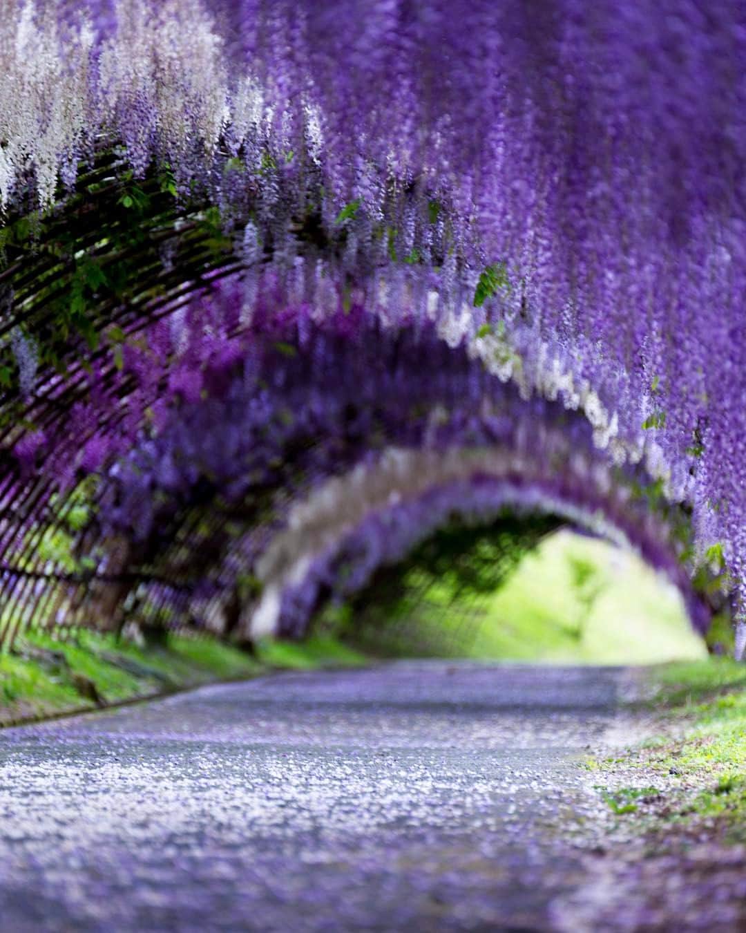 オムのインスタグラム：「* * The name of the flower is Wisteria. * * * 藤って綺麗ですよね。 今年も綺麗でした。 ただ、藤の色って難しいなぁと。 パソコンでこんな感じかなってイメージを作って補正してるけど、1枚目と10枚目じゃ全然違ってる。 その時の光もあるけど、何が正しいのか分からなくなる感じです。 * * ま、藤は綺麗です♪ * * * 今は薔薇の中で読書とかしたい気分(*´ω`*) ※ #instagramhub #ig_worldclub #instaaaaah #instamood #instagood #igersjp #lovers_nippon 福岡県  #NatureAddict #nikonphoto_ #photowall #special_shots #shotaward #tokyocameraclub #team_jp_ #team_jp_西 #team_jp_flower #webstapick #東京カメラ部 #写真好きな人と繋がりたい #ファインダー越しの私の世界 #ダレカニミセタイケシキ #airy_pics #phos_japan #japan_daytime_view #timeoutsociety #colors_of_day #watchthisinstagood #VisualsofAsia #nikonworld_  #ザ花部」