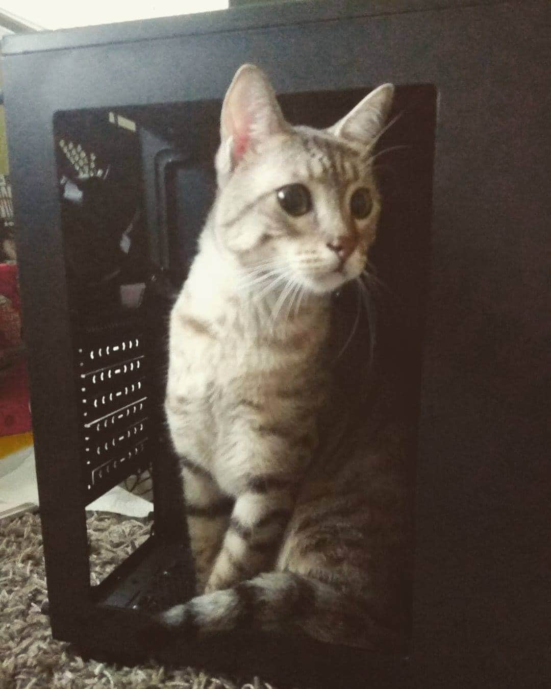 タイタンさんのインスタグラム写真 - (タイタンInstagram)「What's this weird box? What do you mean I can't sit in here?  #cats #catsofinstagram #cats🐱 #kitty #kat #meow」5月16日 7時03分 - titanthemiraclekitten