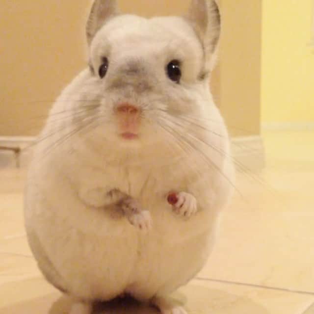 Mr. Bagelのインスタグラム：「"What you mean I'm Fluffy??" #MrBagel #chinchilla」