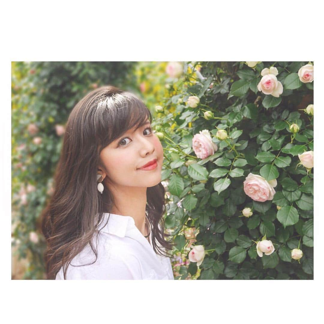 瀬戸山知花のインスタグラム：「ㅤ 薔薇 feat.瀬戸山 #あしかがフラワーパーク #🌹」