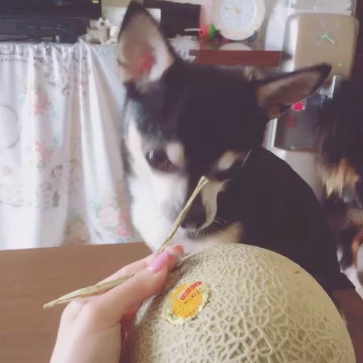 新藤加菜のインスタグラム