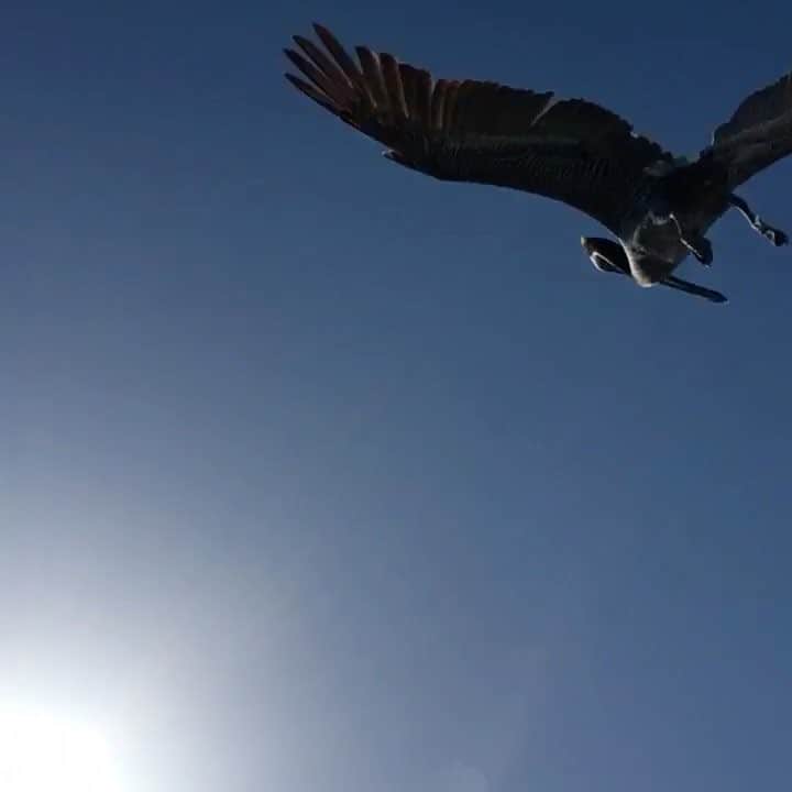 久保田智子のインスタグラム：「#losangeles #bird #redondobeach」
