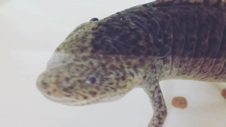 のインスタグラム：「ε(｡･___･｡)з🍚  #ウーパールーパー #メキシコサラマンダー」
