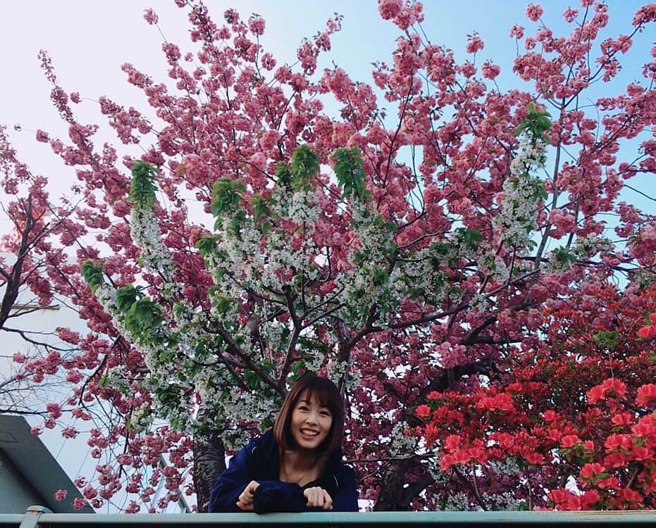 高橋春花さんのインスタグラム写真 - (高橋春花Instagram)「これ、HTBの庭です(^^) 色んなお花が重なっていて、これ以上ないぐらい華やかです。 #八重桜 #つつじ #白い花は何だろう #桜かりんごか笑 #高橋春花 #HTB」5月17日 19時42分 - htb_takahashiharuka