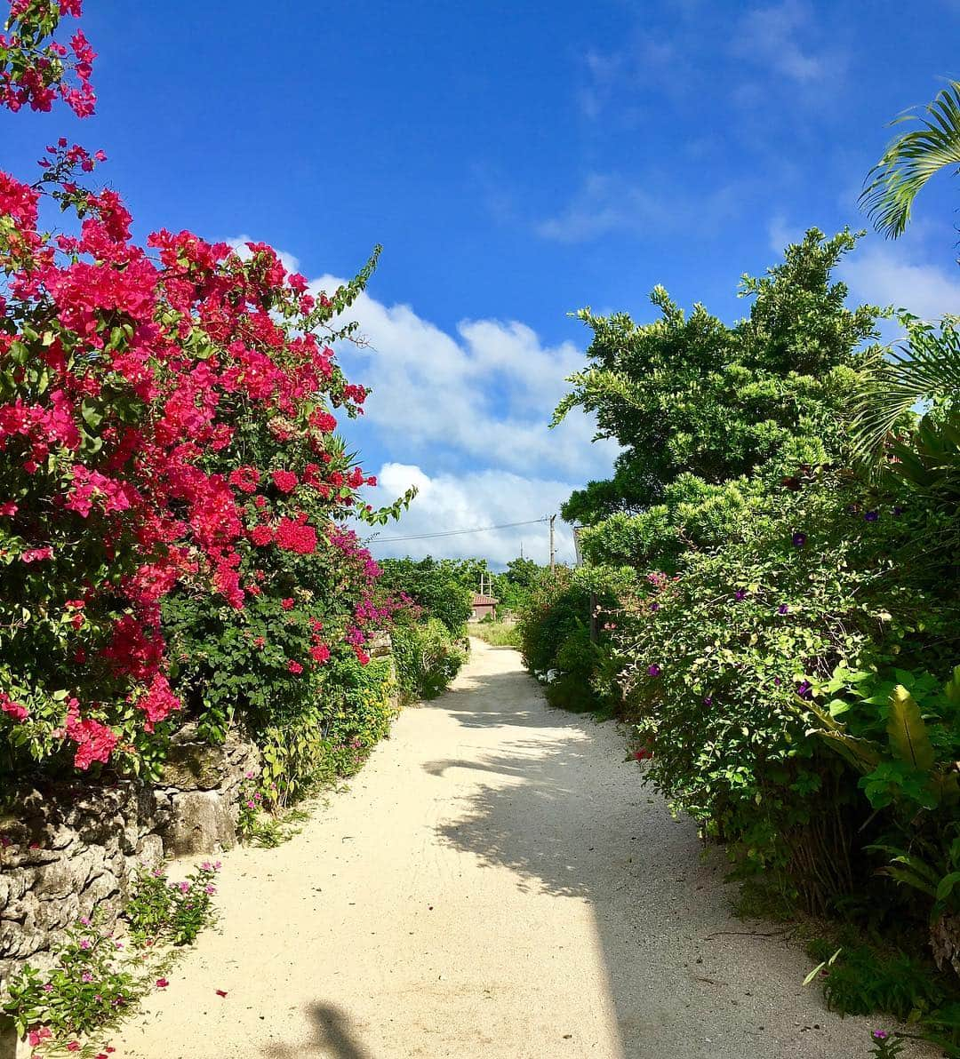 Japanese local photoのインスタグラム：「集落の景色@竹富島 #田舎 #田舎暮らし #local #nature #自然 #沖縄 #竹富島 #離島 #南国 #ローカル #スローライフ #緑 #青空 #sky #海 #sea」