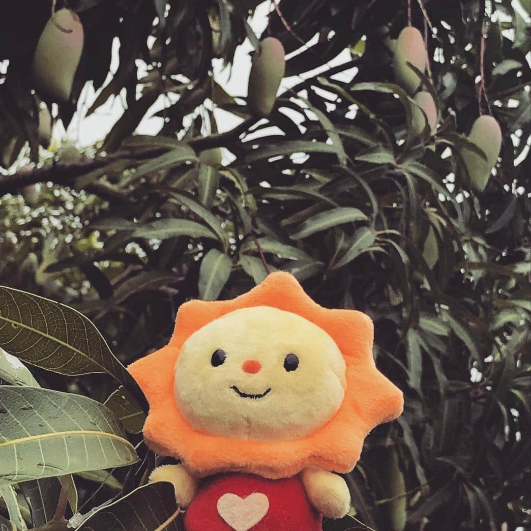 サニーマートさんのインスタグラム写真 - (サニーマートInstagram)「タイといえばマンゴー。 #サニーマート #サニカちゃん #アジア #マンゴー」5月18日 15時00分 - sunny__mart