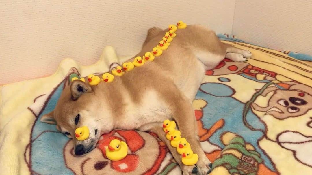 マロたんのインスタグラム：「🐥🐥🐥🐥🐥🐥🐥🐥🐥🐥 眠いピヨおやすみピヨ #柴犬 #shiba #shibainu  #weeklyfluff #ilovemydog #cute #love #kawaii」