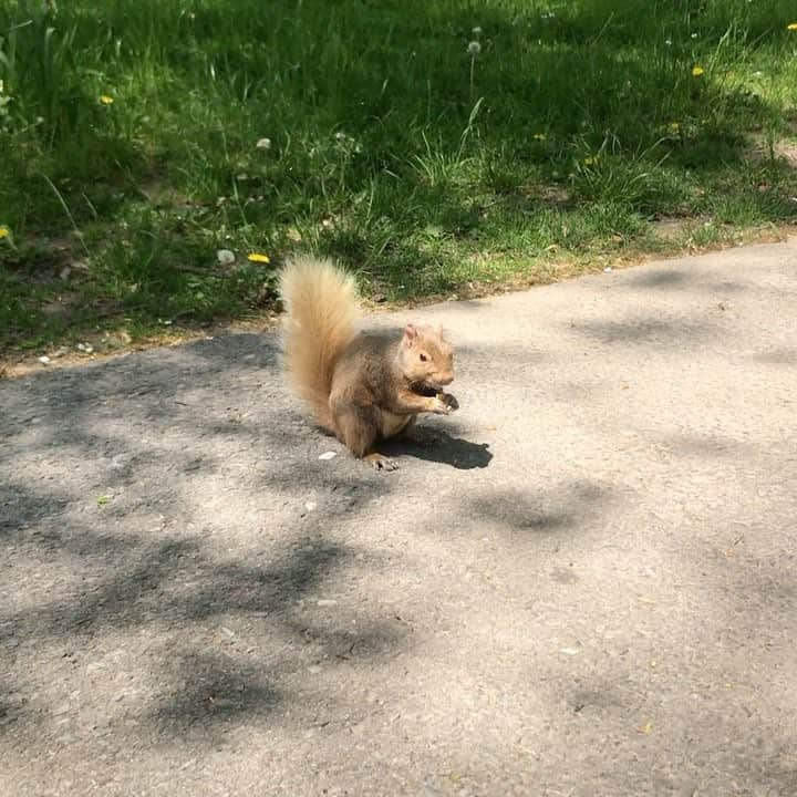 DJGEKIKARAのインスタグラム：「pretty cute🐿🐾💕✨ #enjoy #hostfamily #hostmother #study #cnada #toronto #world #travelgram #trip #travel #sun #niceday #naiagarafalls #ナイアガラの滝」