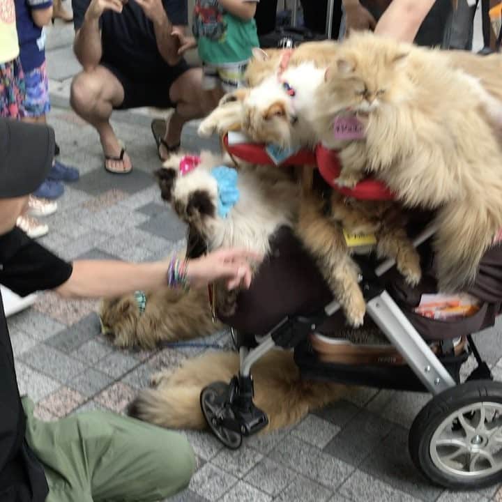 島村まみのインスタグラム：「今日、表参道に猫がいた😳 この子達はなんの目的でいたのかな〜？ 謎です？？？ #猫いっぱい」