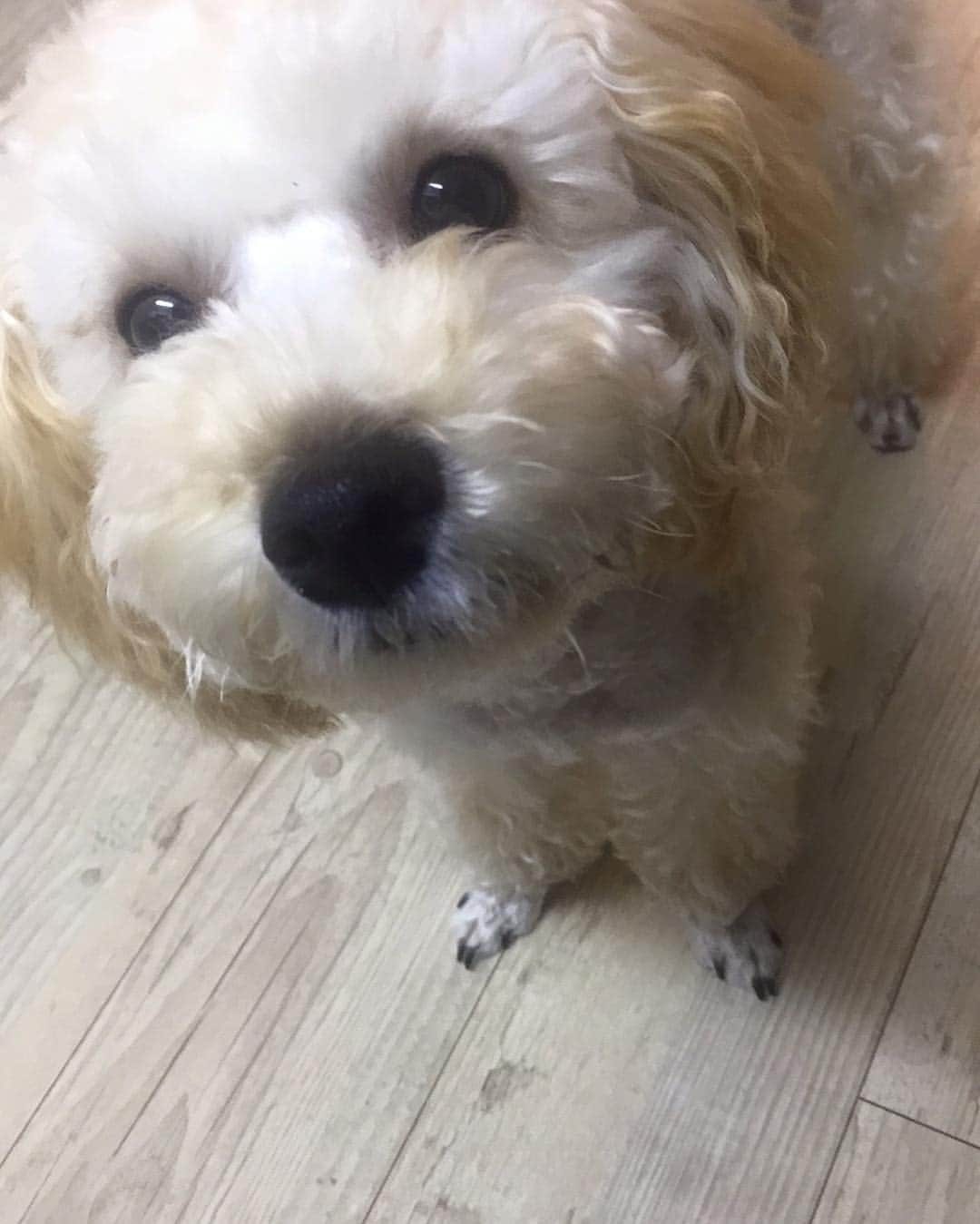 イ・ヒョヌのインスタグラム：「🐶 #하늘」