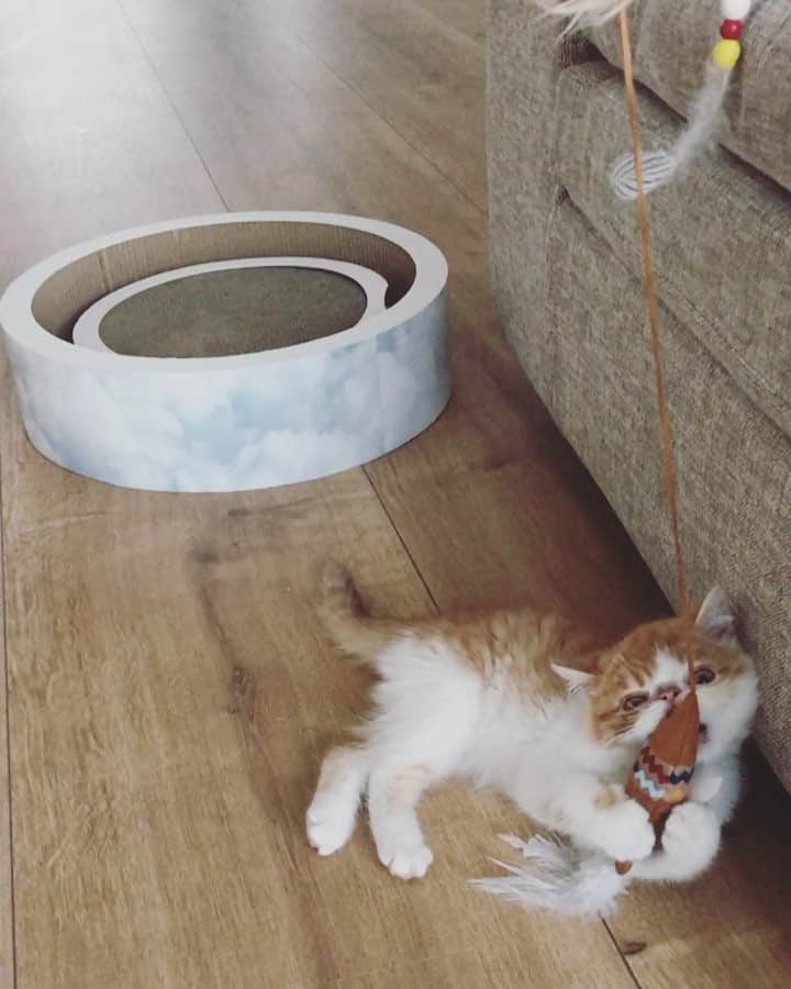 スイ・ヒーのインスタグラム：「Haha.🐱」