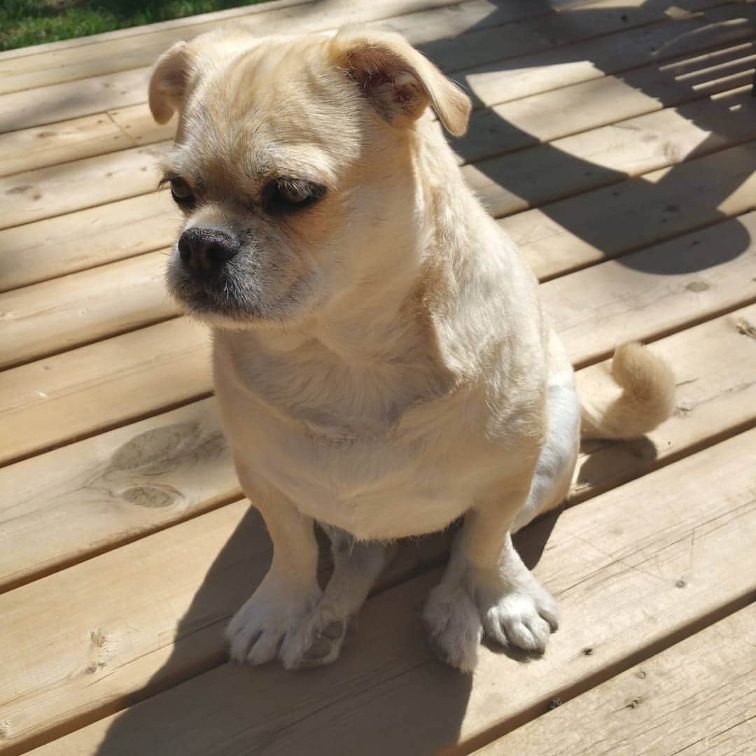 のインスタグラム：「Happy May 24 all 🇨🇦 #dog #puppy #cute #dogsofinstagram #dogs #pug #puglife #pugstagram #dailypug #keelyafternoontea #beoncanadianpugs #pugbasement #flatnosedogsociety #nofilter #pugsofinstagram #pugs #pugcross #pugtzu #pugzucrew #pugtzus #adoptdontshop #rescue #longweekend」