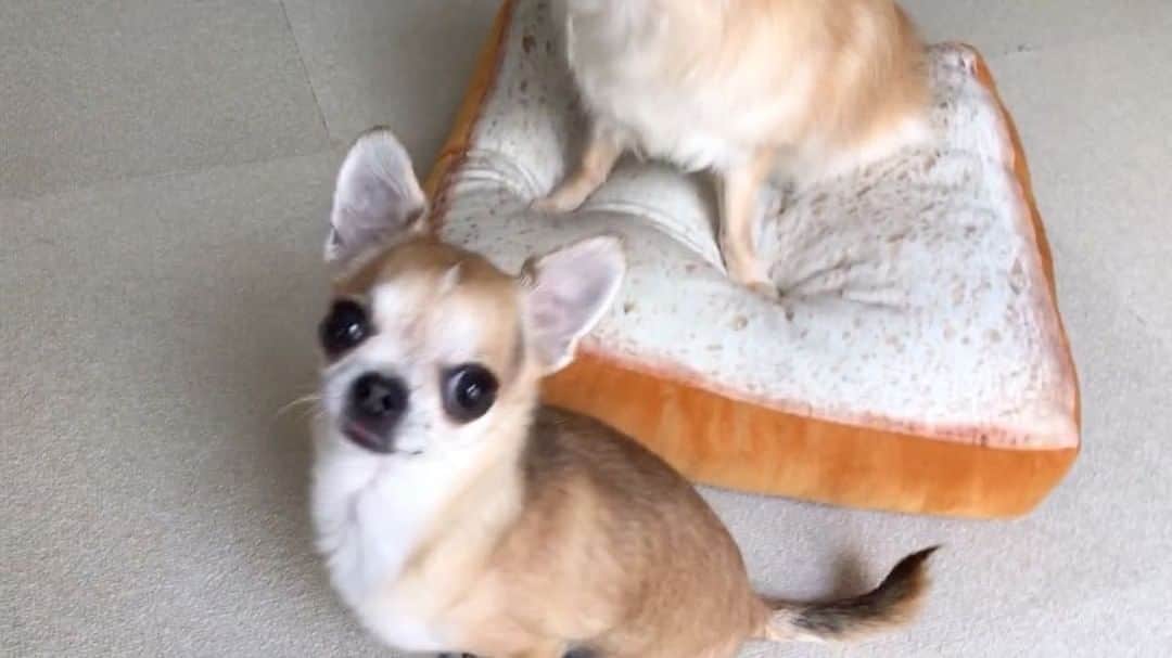 まち(Machi)のインスタグラム：「. フィナンシェを焼いたので おすそ分けした というだけの動画です🤡 . I baked some bake goods😄 . #chihuahua #chihuahuas #dog #instadog #chihuahuasofinstagram #chihuahuasofinstagram_  #weeklyfluff #doglover #chihuahualove #ふわもこ部 #happy #choco #azuki #omochi #チワワ #ちわわ #犬 #スムチー #ロンチー #igersjp #ふわもこ部」