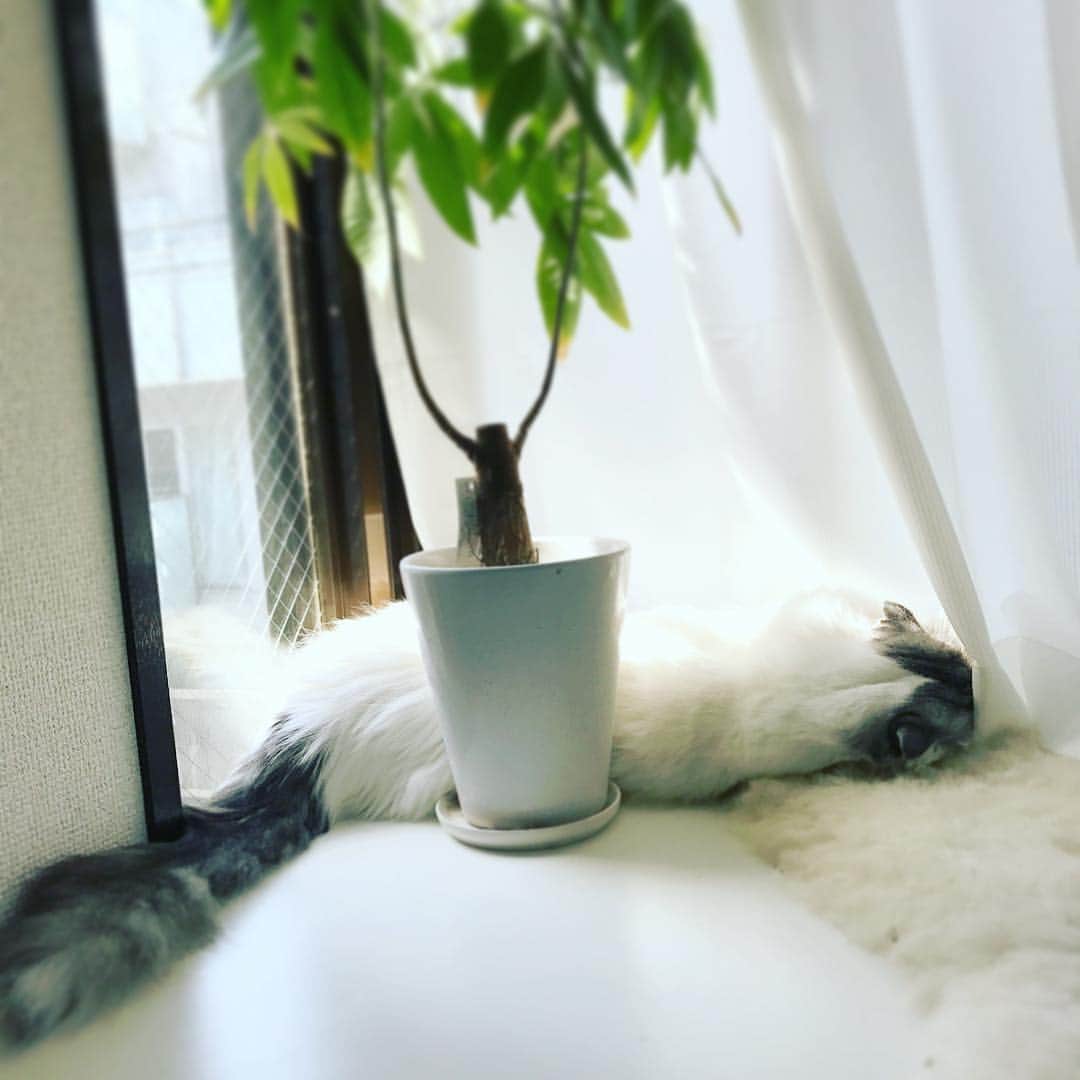 今日マチ子のインスタグラム：「暑いわね こちら光化学スモッグ警報が解除されたところよ」