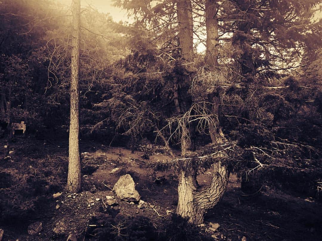 紀里谷和明のインスタグラム：「Good morning my beautiful forest.」