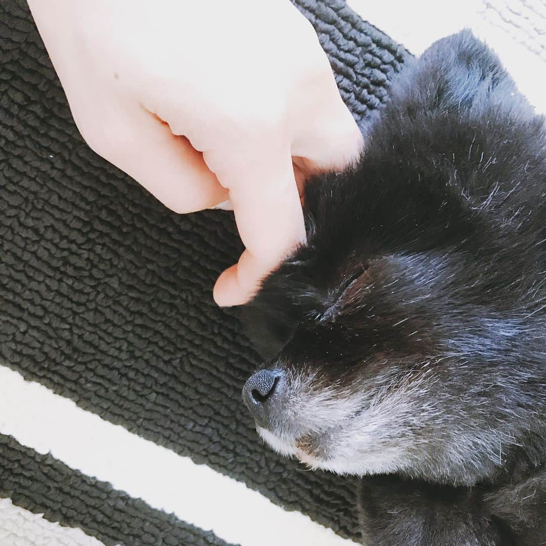 加護亜依さんのインスタグラム写真 - (加護亜依Instagram)「うちの長女★🐶★9歳！ 私といる時だけ 仰向けで寝ます。 これからも長生きで元気なダウニーちゃんでいてね💕 カットはいつも 柴犬カットでお願いしています✌🏻️ #お散歩の #かっか #やめてね #笑 #黒ポメ #トイポメラニアン #愛犬 #dogstagram #♀」5月22日 18時22分 - ai.1988kg