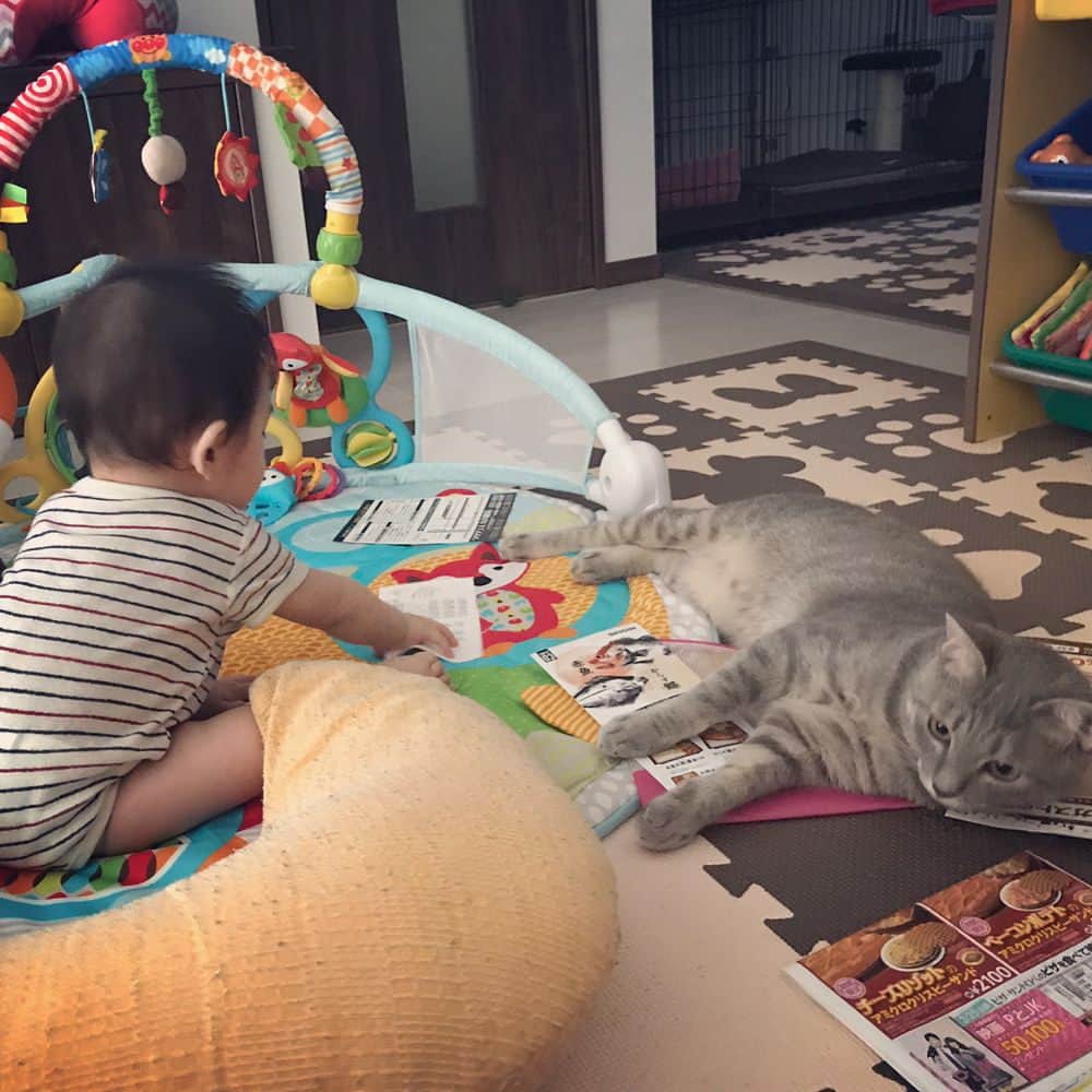 池田麻理子さんのインスタグラム写真 - (池田麻理子Instagram)「☞ 遊べそうなものをどこかから引きずり出してくるのは猫、 それをぐっしゃぐしゃにするのがおチビの役目。 共同作業すな。 #それを片付けるのは全部わたし #生後268日 #生後8ヶ月 #息子 #catstagram #猫 #もずくさん  #仲良しコンビ #赤ちゃんと猫」5月22日 11時35分 - mariko_ikeda_
