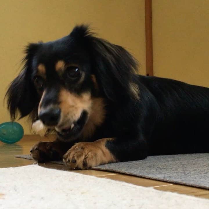 まさのインスタグラム：「久しぶりです。骨ガムに夢中のソラ。#dog #犬 #ブラックタン #ミニチュアダックスフント」