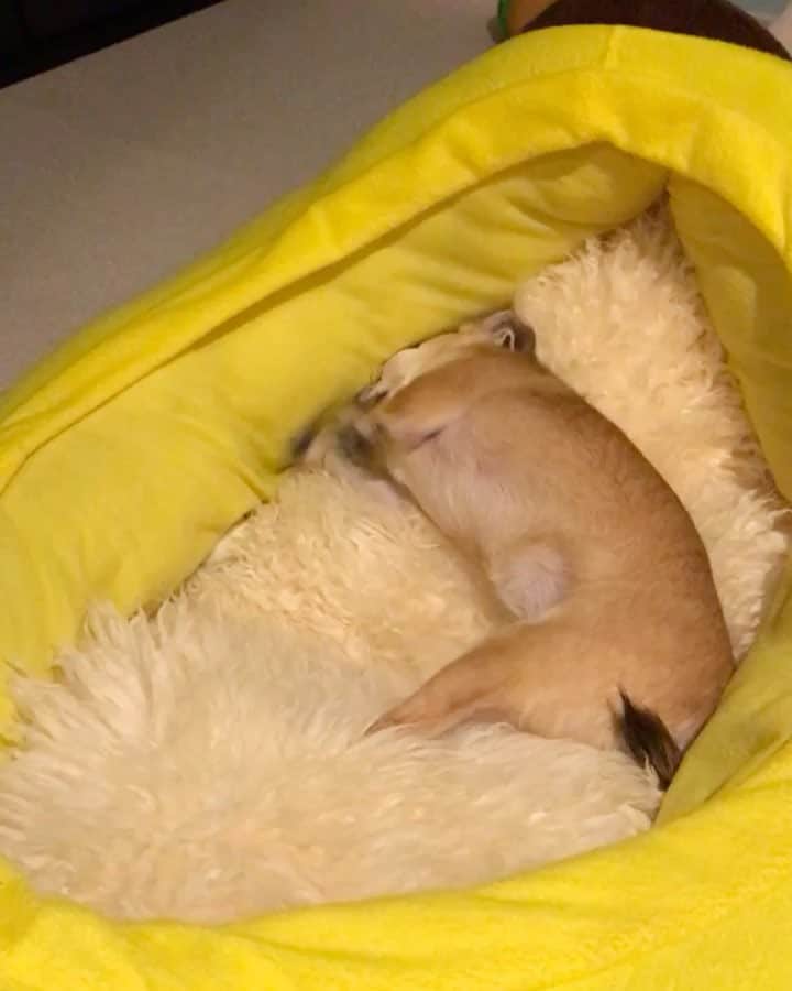 まち(Machi)のインスタグラム：「. ブィーーーーン . 🌪🌪🌪🌪 . #chihuahua #chihuahuas #dog #instadog #chihuahuasofinstagram #chihuahuasofinstagram_  #weeklyfluff #doglover #chihuahualove #ふわもこ部 #happy #choco #azuki #omochi #チワワ #ちわわ #犬 #スムチー #ロンチー #igersjp #ふわもこ部」