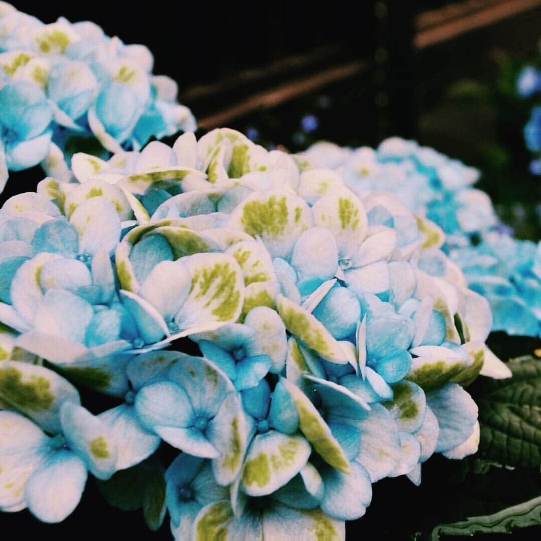 TOKYOOTONAKITTYのインスタグラム：「紫陽花をみてもう夏だと感じました♫ 雨が降るとお花が生き生きして見えて好きです💕  #tokyootonakitty #tokyo #otonakitty #June #6月 #梅雨 #紫陽花 #お花 #楽しむ」