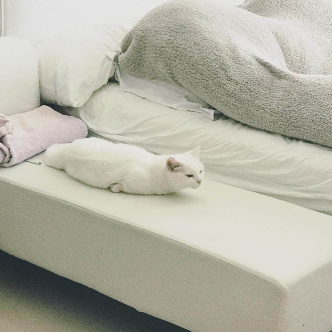 ダニョ（鈴木えみ）さんのインスタグラム写真 - (ダニョ（鈴木えみ）Instagram)「🚀😂 #danyo #danyocawaii #munchkin #whitecat #catstagram #catlovers」5月23日 13時08分 - danyostagram