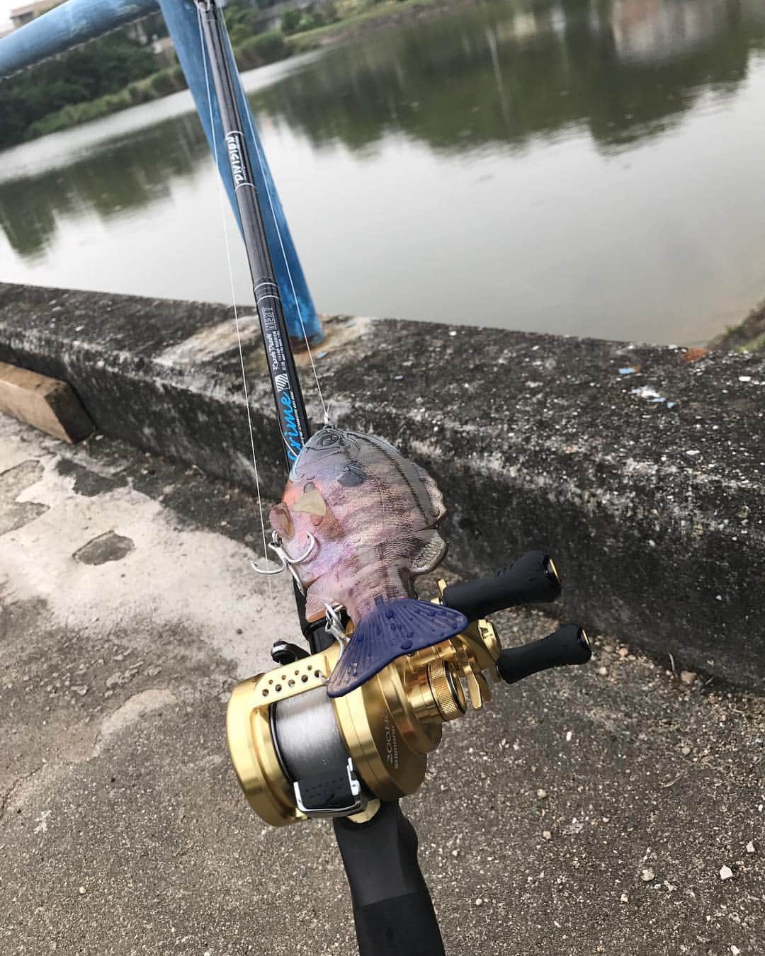 竹野明倫のインスタグラム：「Razzle Dazzle × カルコン200HG × ブルシューター160 = 🤤🤤🤤🤤🤤🤤🤤 ヨダレでる。 #drt #shimano #deps #ブルシューター160 #ビックベイト」