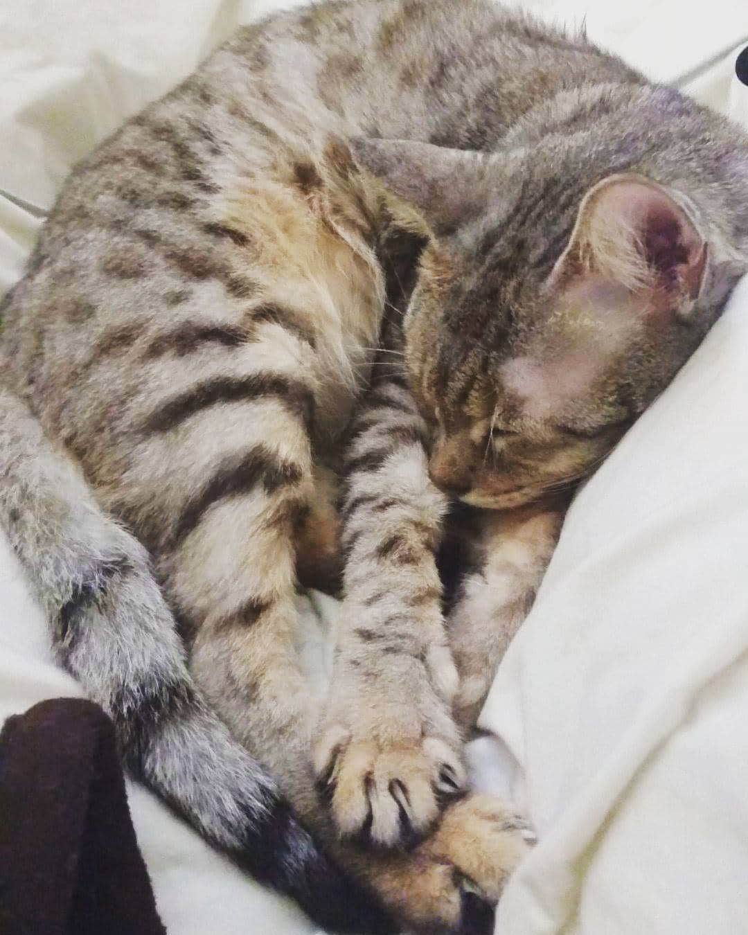 タイタンのインスタグラム：「5 more minutes 😴  #cat #catsofworld #catstagram #catsofinsta #catsruleeverythingaroundme #cats🐱 #catsofig #kittycat #kittys #kitty😻 #meow🐱 #meow😻 #meow🐾 #meow #neko #feline #titanthemiraclekitten #titan」