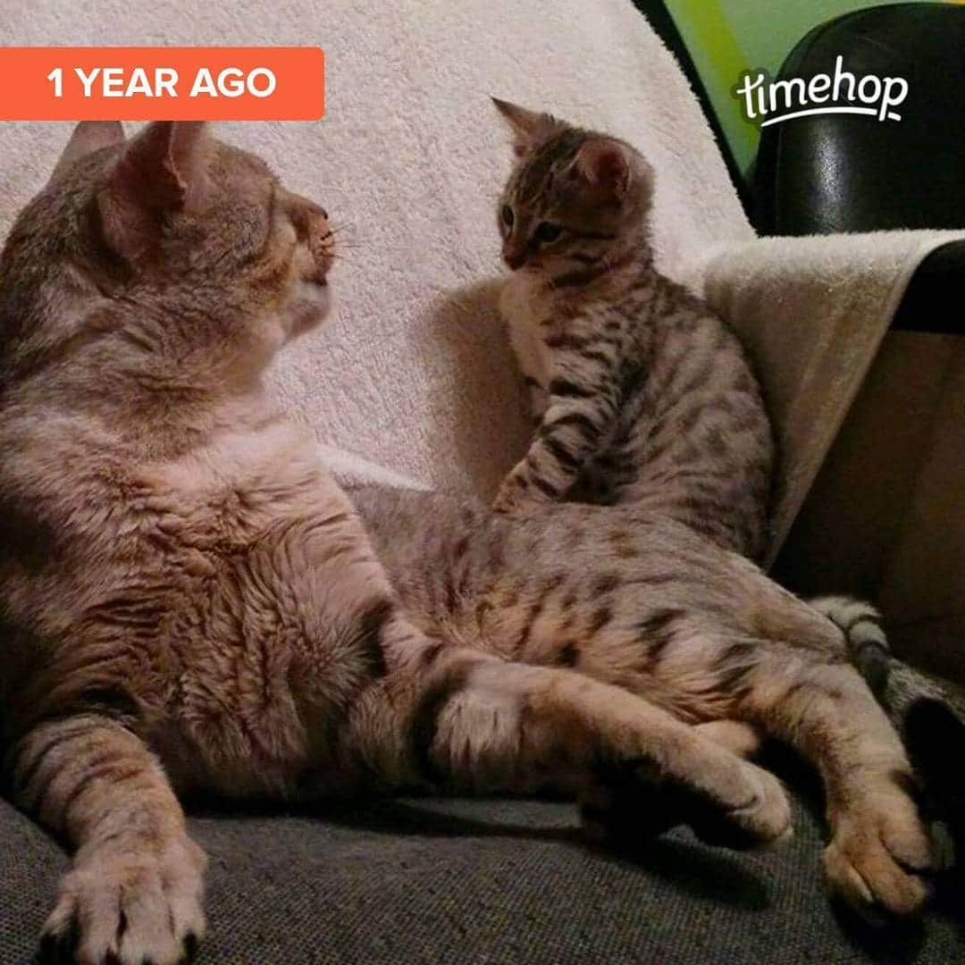 タイタンさんのインスタグラム写真 - (タイタンInstagram)「Throw back to when Titan was even smaller. Sitting on her bff Sterling.  #cat #catsofworld #catstagram #catsofinsta #catsruleeverythingaroundme #cats🐱 #catsofig #kittycat #kittys #kitty😻 #meow🐱 #meow😻 #meow🐾 #meow #neko #feline #titanthemiraclekitten #titan」5月25日 6時18分 - titanthemiraclekitten